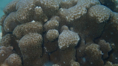 Porites deformis