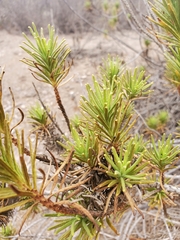 Pleocarphus revolutus