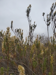 Pleocarphus revolutus