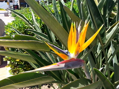 Strelitzia