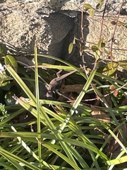 Anolis carolinensis
