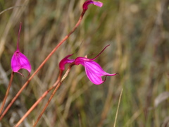Masdevallia amabilis