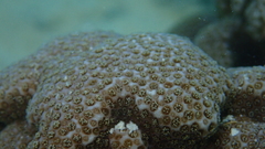 Porites deformis