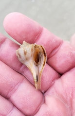 Fulguropsis pyruloides