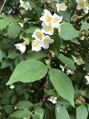Philadelphus coronarius