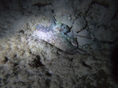 Octopus briareus
