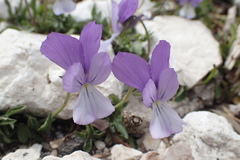 Viola cephalonica