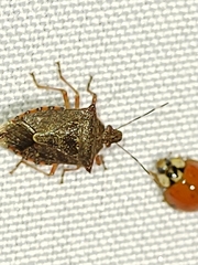 Podisus nigrispinus
