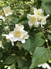 Philadelphus coronarius