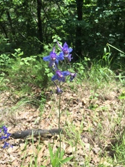 Delphinium treleasei