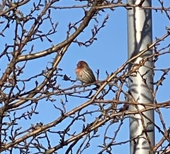 Haemorhous mexicanus