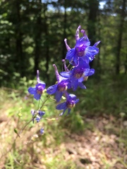 Delphinium treleasei