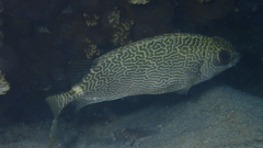 Siganus spinus