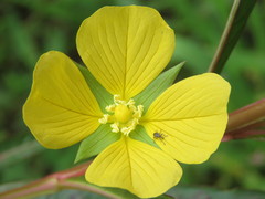 Ludwigia longifolia