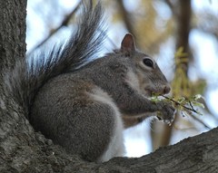 Sciurus carolinensis