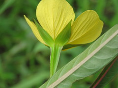 Ludwigia longifolia