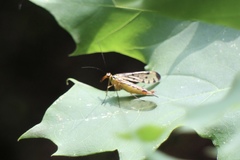 Mecoptera