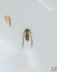 Diptera