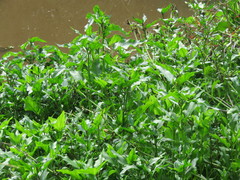 Gymnocoronis spilanthoides