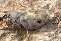Ictalurus furcatus