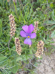 Viola calcarata
