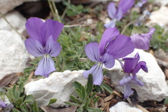 Viola cephalonica