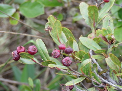 Hesperomeles cuneata