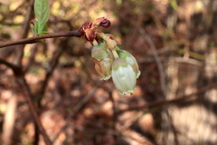 Vaccinium formosum