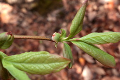 Vaccinium formosum