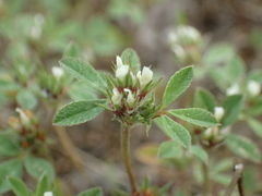 Trifolium scabrum