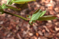 Vaccinium formosum