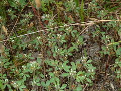 Trifolium scabrum