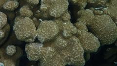 Porites deformis