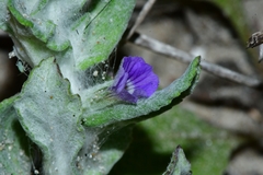 Stemodia lanata