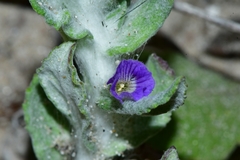 Stemodia lanata