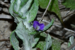 Stemodia lanata