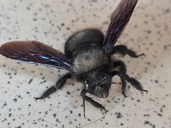 Xylocopa violacea