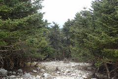 Abies cephalonica