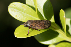 Cercopidae