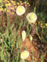 Thysanocarpus radians