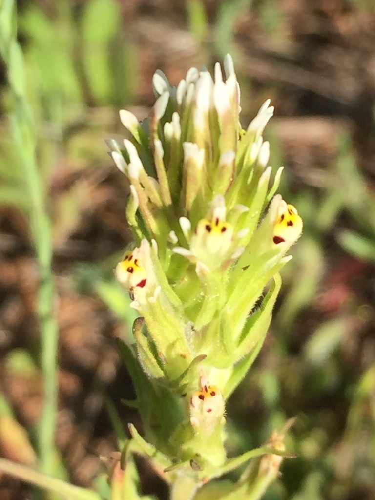 valley tassels from Auburn State Recreation Area, El Dorado County, USCA, US on April 1, 2022