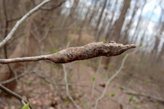 Neolasioptera linderae