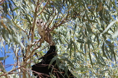 Corvus bennetti