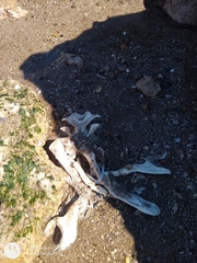 Spheniscus magellanicus