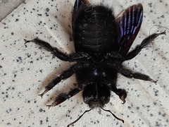 Xylocopa violacea