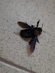Xylocopa violacea