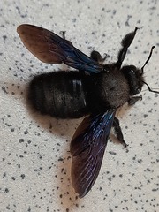 Xylocopa violacea