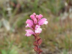 Lamourouxia sylvatica