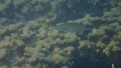 Stethojulis strigiventer