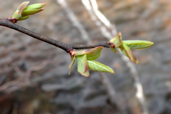 Vaccinium caesariense
